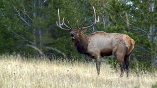 Wild and Wonderful Montana Wild and Wonderful Montana