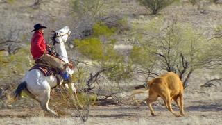 Cowboy Up Cowboy Up