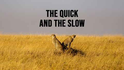 The Quick and the Slow