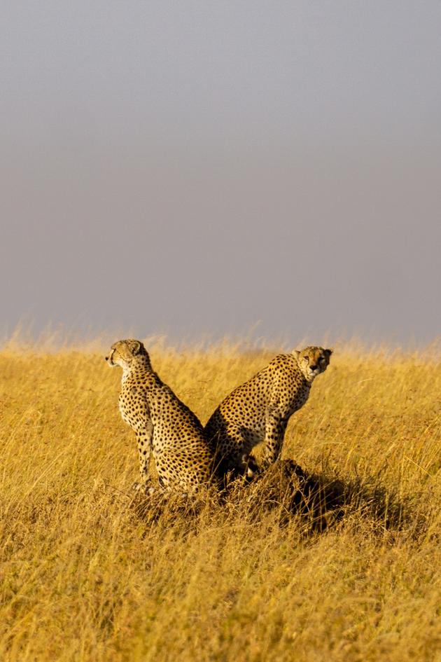 The Quick and the Slow