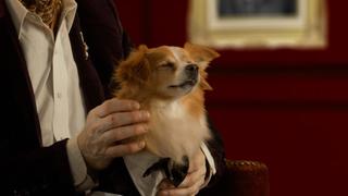 When Pets Take Over When Pets Take Over