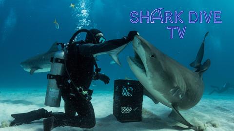 Shark Dive TV