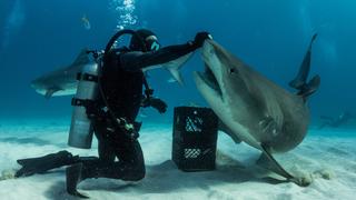 Zebra Sharks in the Indian Ocean