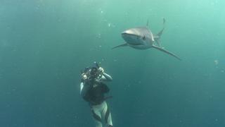 Greenland Sharks & Shark Biology Greenland Sharks & Shark Biology