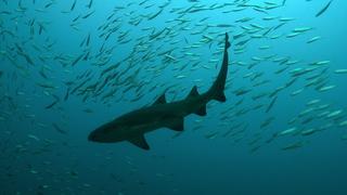 Sand Tiger Sharks as Protectors Sand Tiger Sharks as Protectors