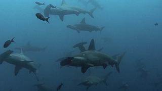 Bottom-Dwelling Sharks