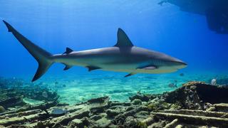 Sharks at Palau's Blue Corner