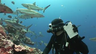 Tiger Sharks in the Bahamas Tiger Sharks in the Bahamas