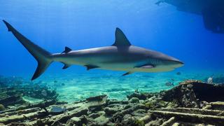 Whale Sharks & Shark Feeding Frenzy