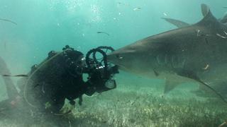 Whale Sharks Whale Sharks