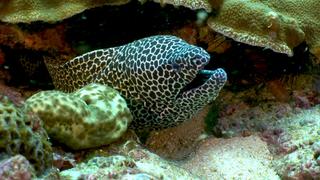 Zebra Sharks in the Indian Ocean