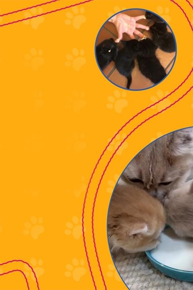 The Pet Collective - Meow and Furever