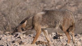 Unexpected Dogs Unexpected Dogs