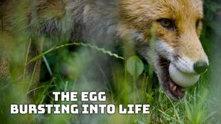 The Egg: Bursting Into Life