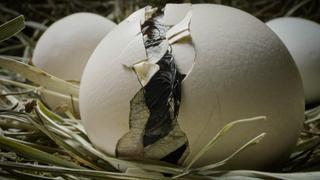 The Egg: Bursting Into Life
