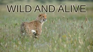 Wild and Alive