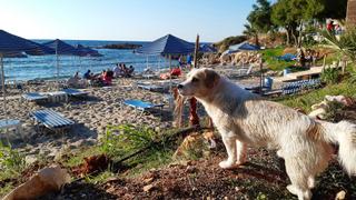 The Beach: Wildlife Around the Parasol