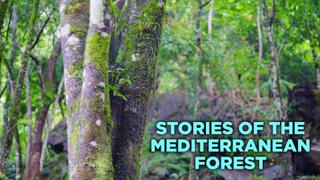 Stories of the Mediterranean Forest