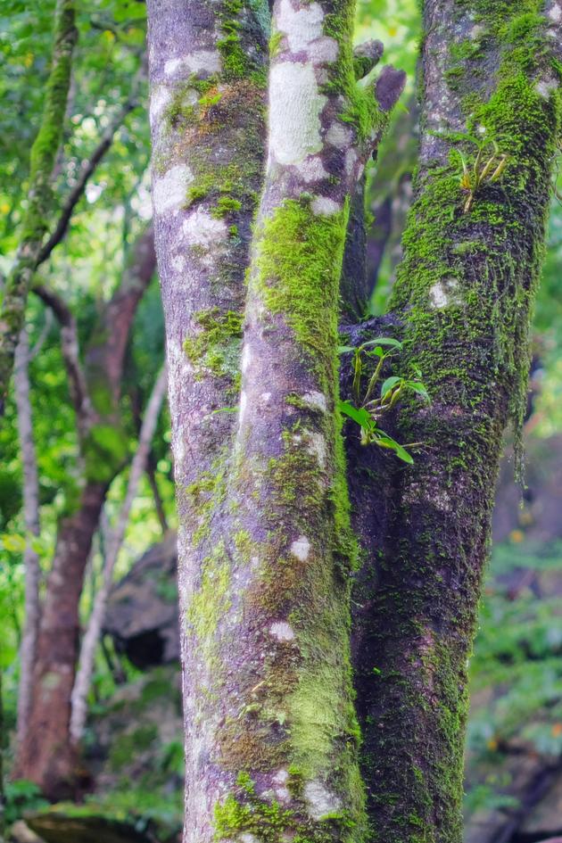 Stories of the Mediterranean Forest