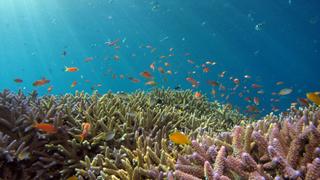 The Magic Circle of the Reef