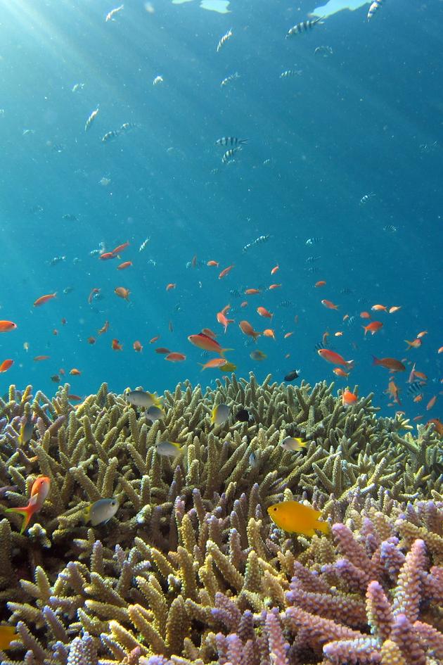 The Magic Circle of the Reef
