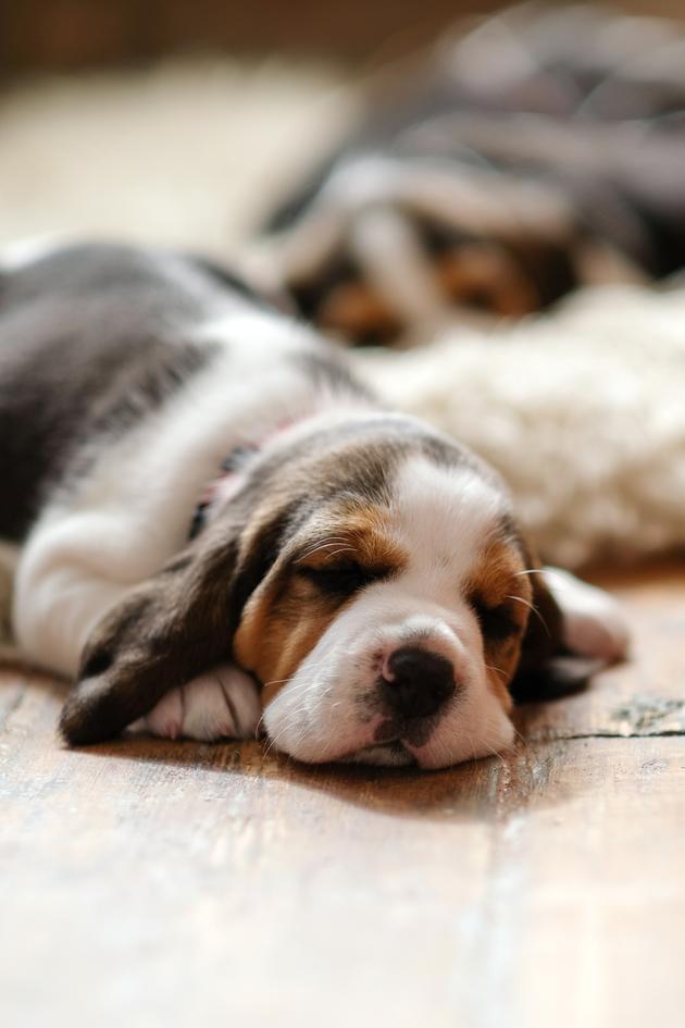 The Doggone Best Special