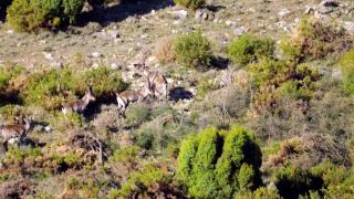 Iberia Truffle Ibex Iberia Truffle Ibex