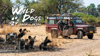 Wild Dogs: Pack vs. Pride
