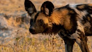 Back with the Packs Back with the Packs