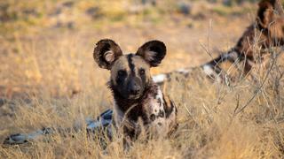 Hunting with the Manzi Hunting with the Manzi