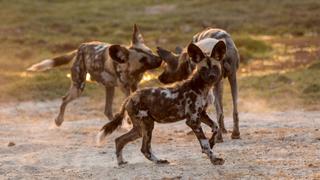 Hunting with the Manzi Hunting with the Manzi