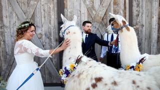 Farm Animals Farm Animals