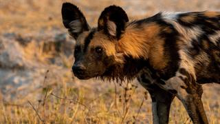 The Missing Manzi The Missing Manzi