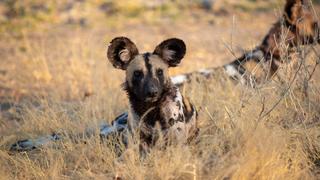 Kakumbi Are Vulnerable Kakumbi Are Vulnerable