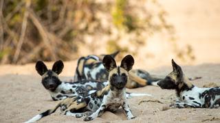 Manzi the Superpack Manzi the Superpack