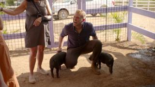 Pig Springs Pig Springs