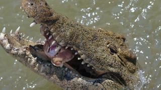 Man-Eating Crocodiles Man-Eating Crocodiles