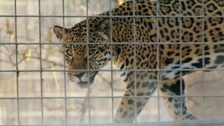 Zoos: Hope for the Future Zoos: Hope for the Future