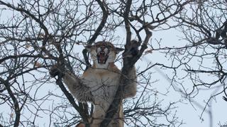 Mountain Lion: Hiding in Plain Sight Mountain Lion: Hiding in Plain Sight