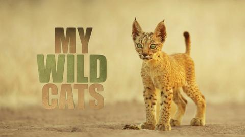 My Wild Cats