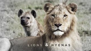 Lions and Hyenas