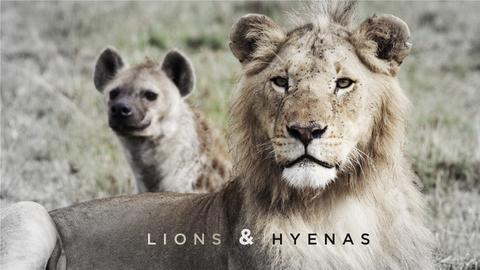 Lions and Hyenas
