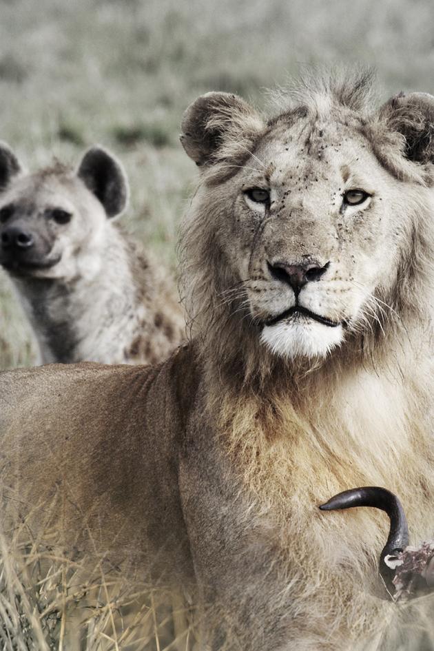 Lions and Hyenas