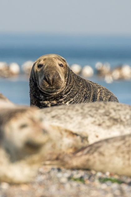 Secrets of the North Sea