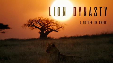 Lion Dynasty: A Matter of Pride