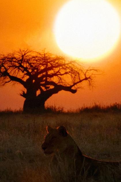 Lion Dynasty: A Matter of Pride