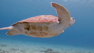 Sea Creatures of the Florida Coast