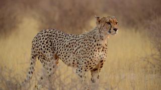 My African Cats My African Cats