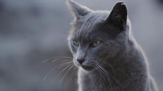 My European Cats My European Cats