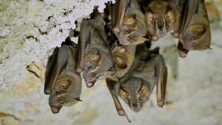 Mutual of Omaha's Wild Kingdom Protecting the Wild